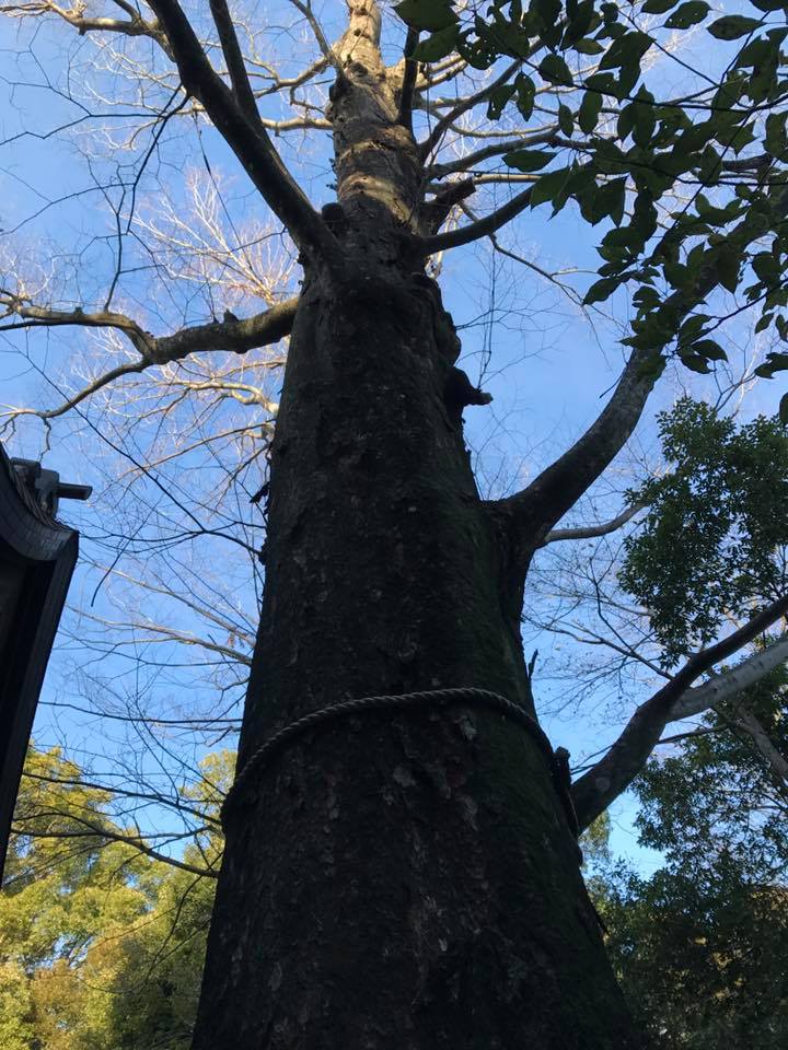 川越氷川神社　初詣